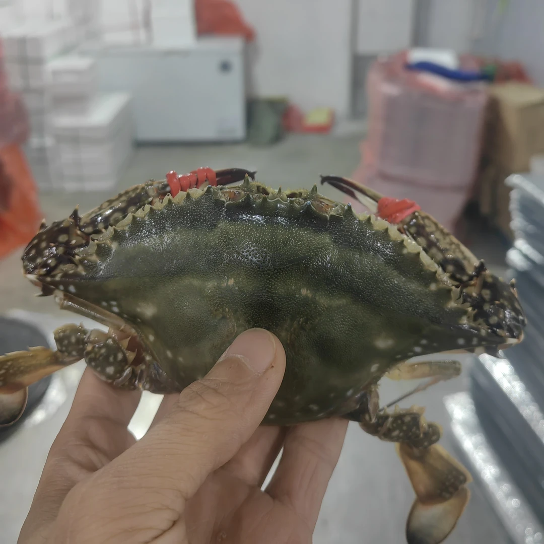 （大）东港公梭子蟹3斤单只4-6两【保鲜不保活】不保全腿大小不均匀