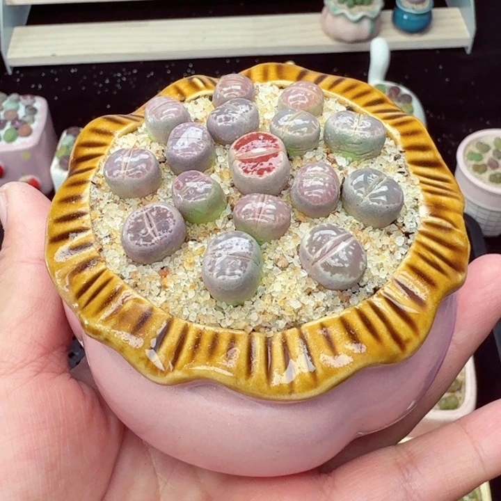 6021零下地区记得拍保温箱