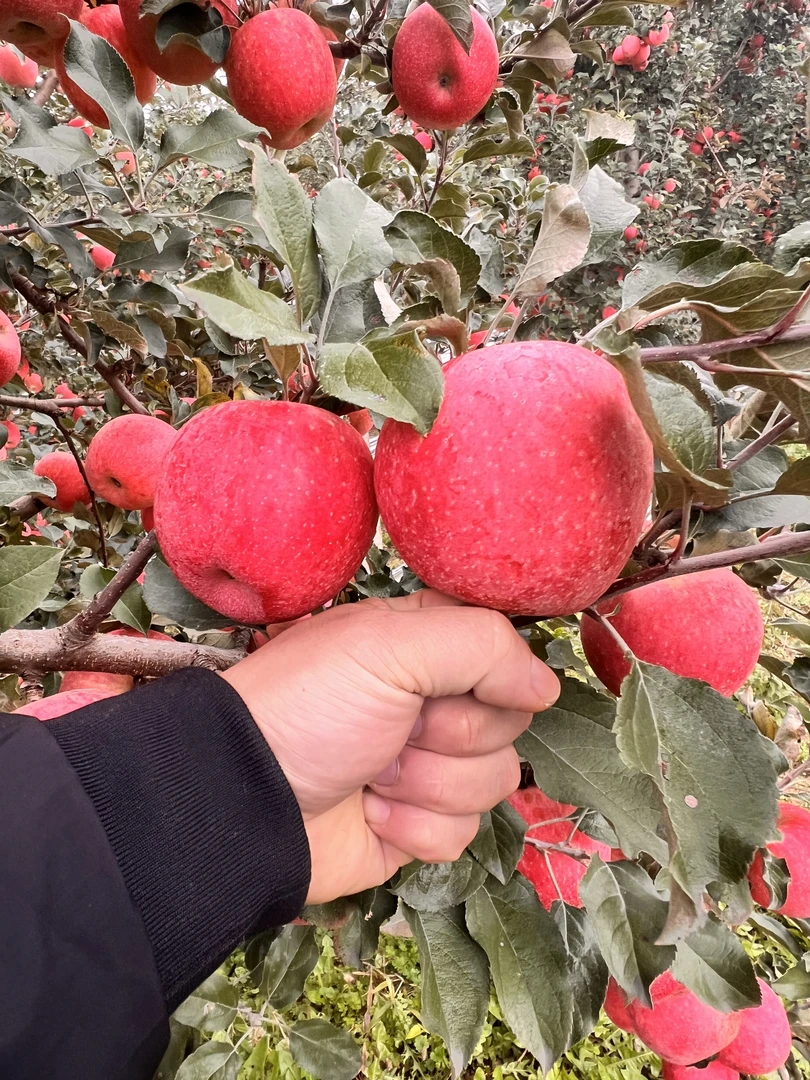 现摘现发脆甜浓香型富士苹果新鲜多汁送礼佳品