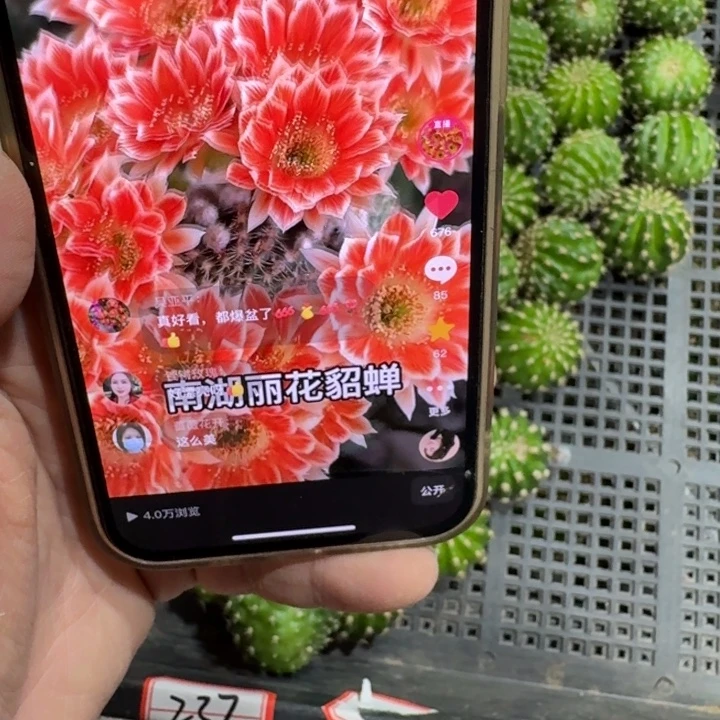 238丽貂蝉歪无根侧牙2到3公分左右，20包邮