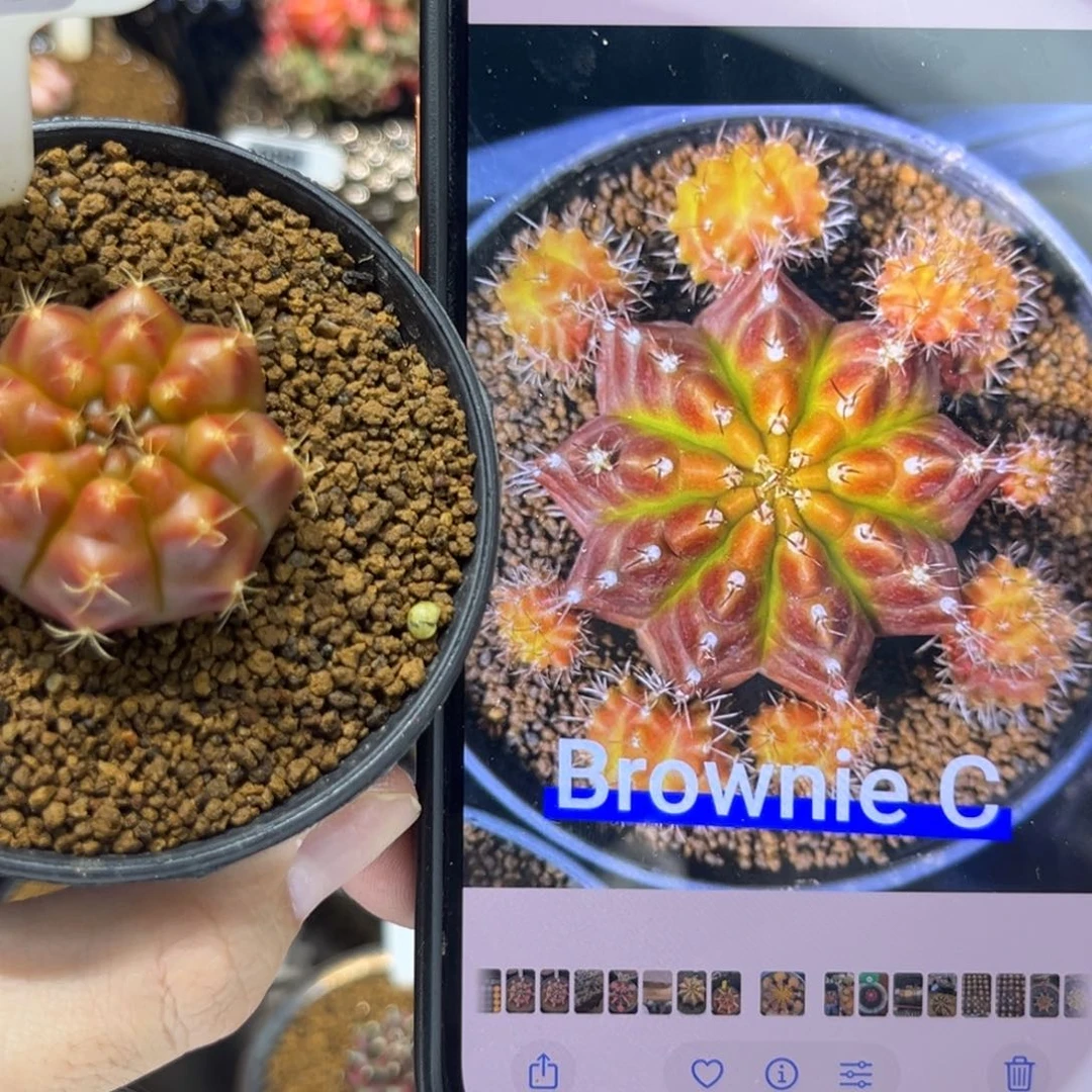 BrownieC侧芽-/-////———