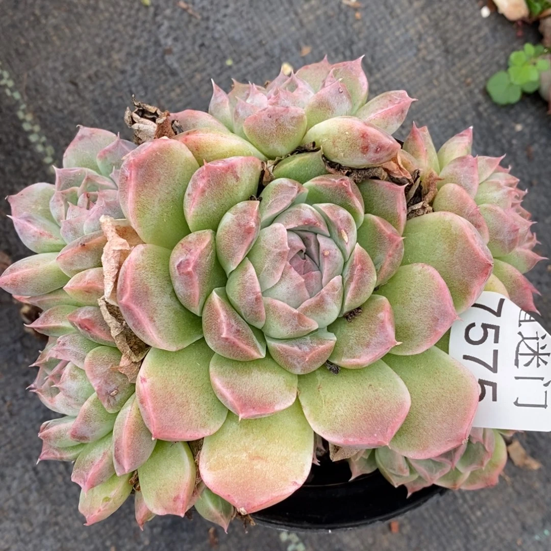 雨****杂交精品多肉7575~12厘米