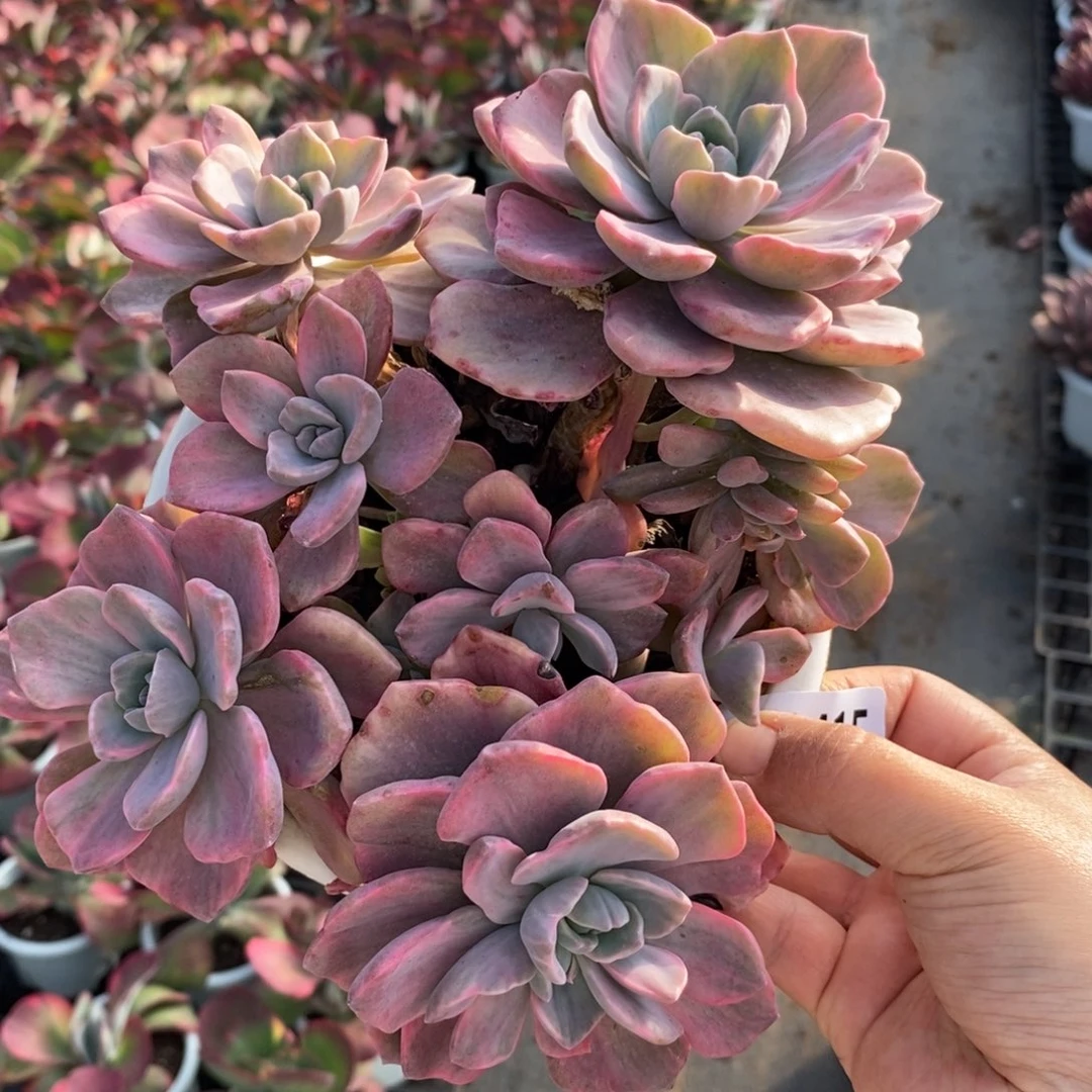 2415彩虹糖锦一物一拍