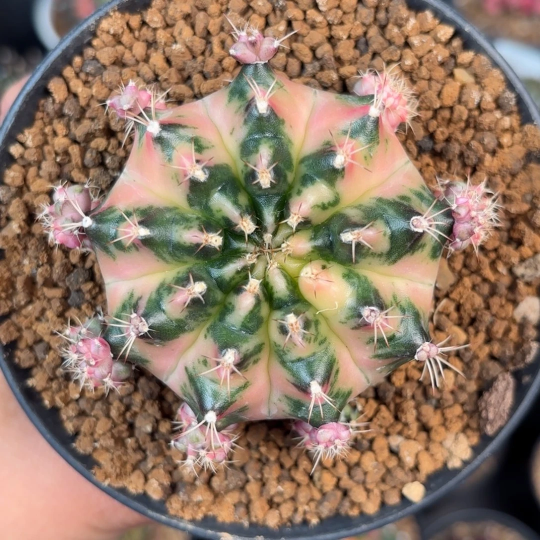 泰系米哈仙人球侧牙现摘