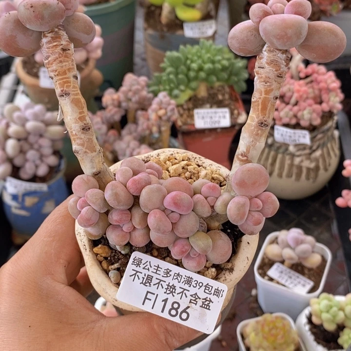 腰子桃蛋老桩186多肉植物