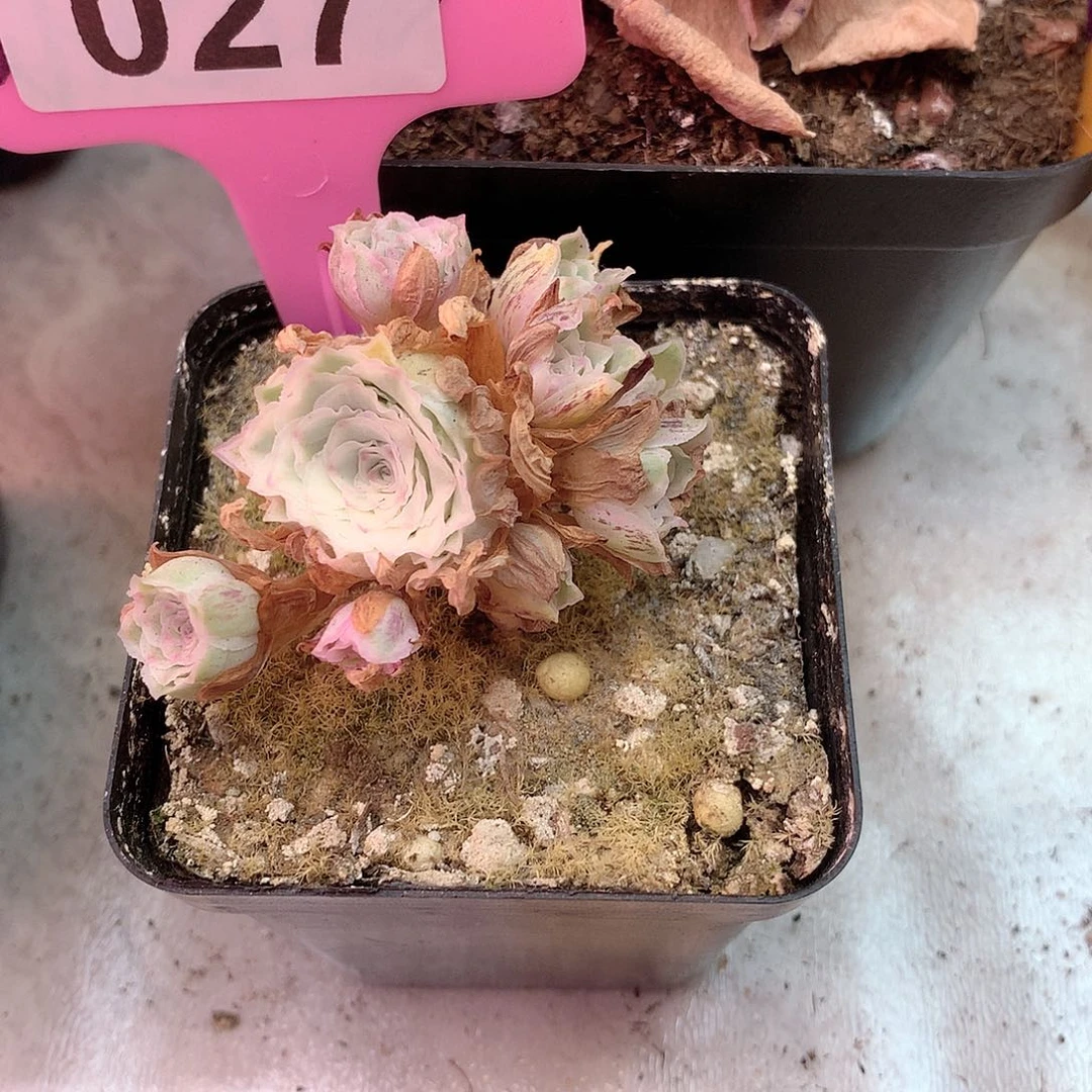 秋*浓yjj027秋夕一物一拍