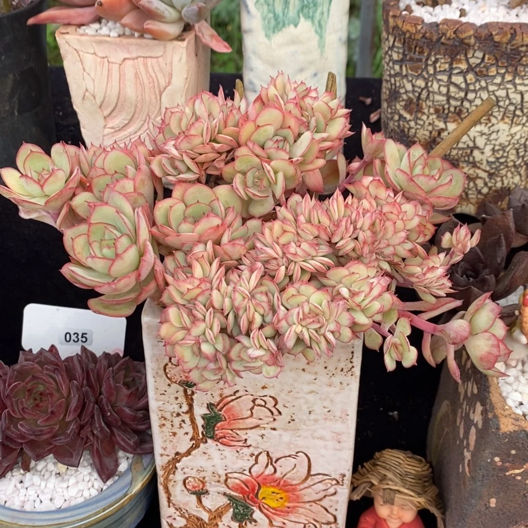 牡丹亭缀多肉植物盆栽