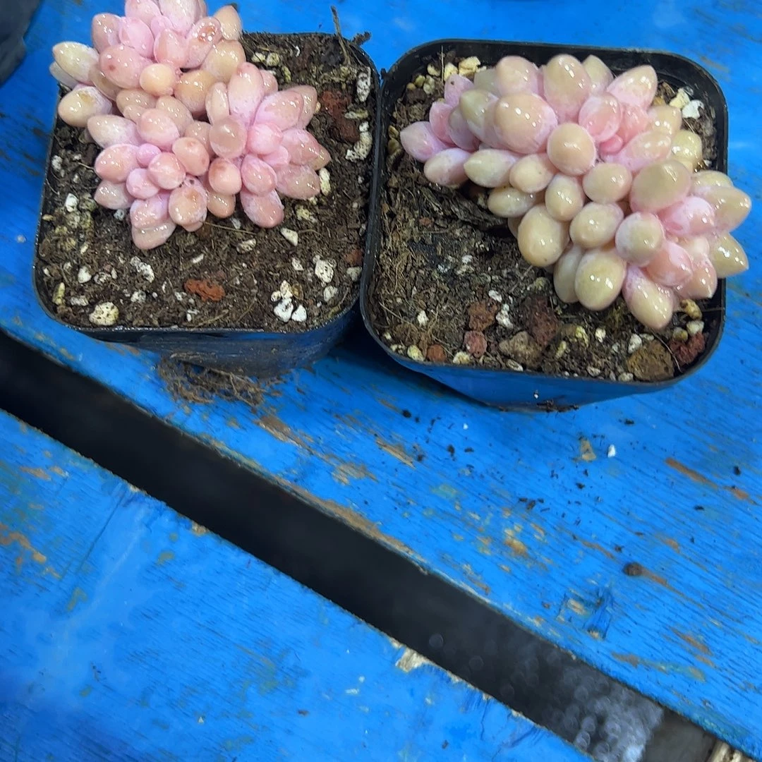 星黛露群2颗多肉植物