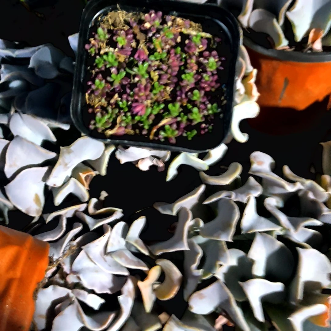 满6元包邮，紫米粒方盆