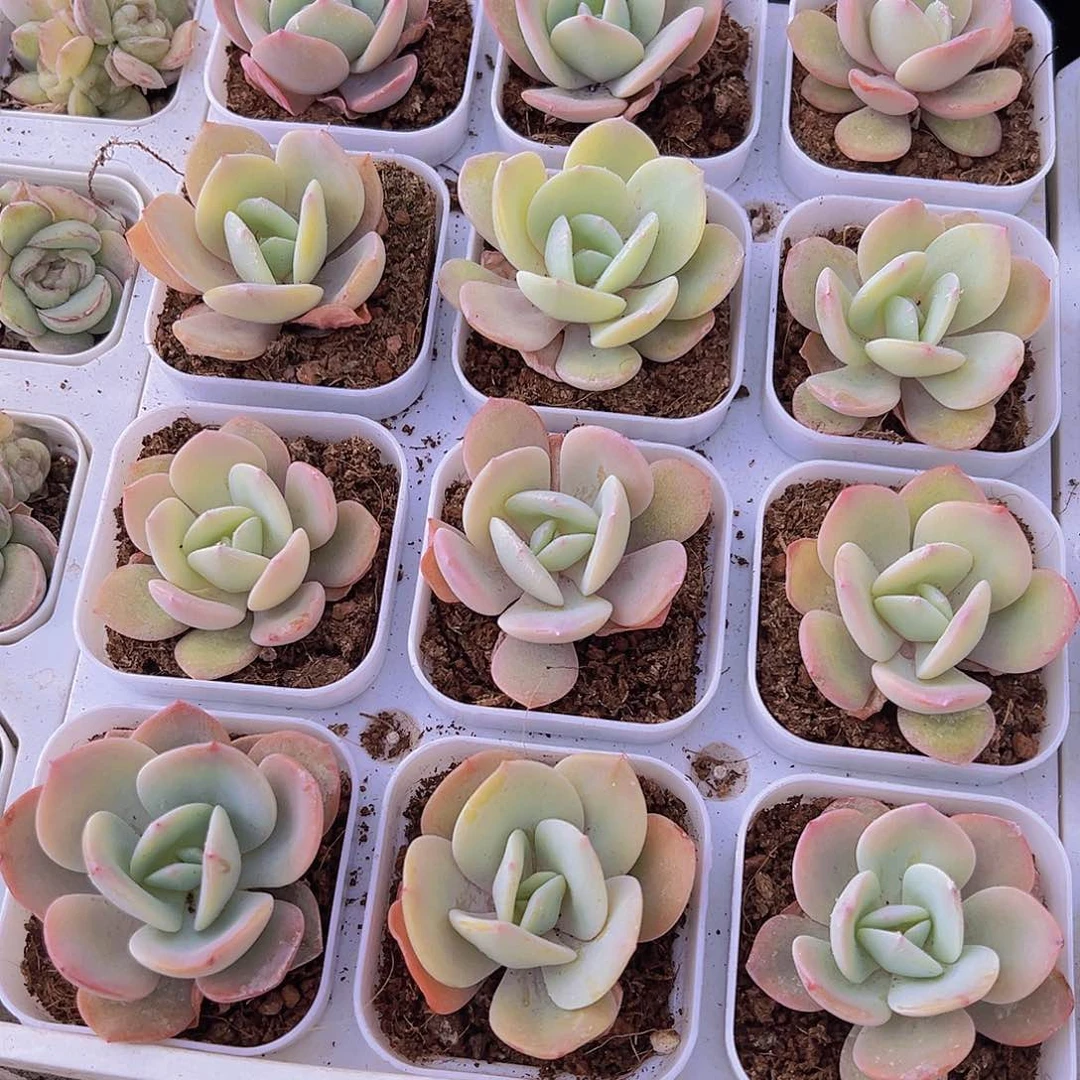 65盆奶茶19包邮多肉