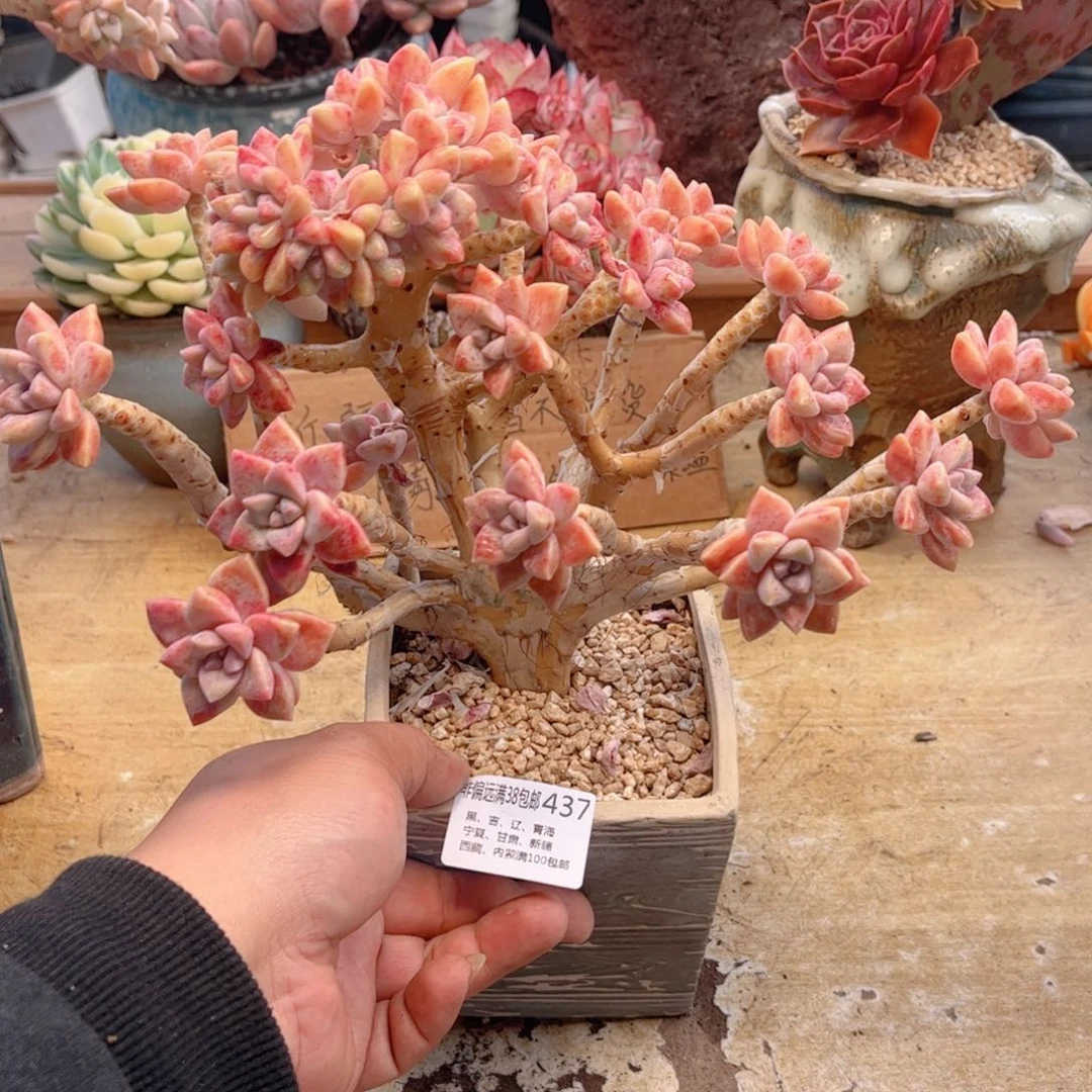 437淡雪缀德华多肉