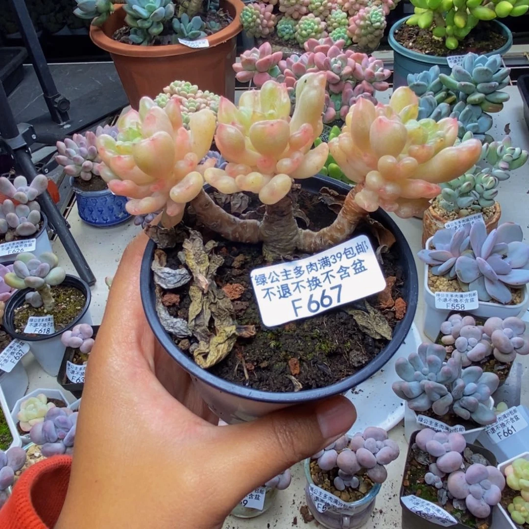 667比尔盖茨多肉7c m