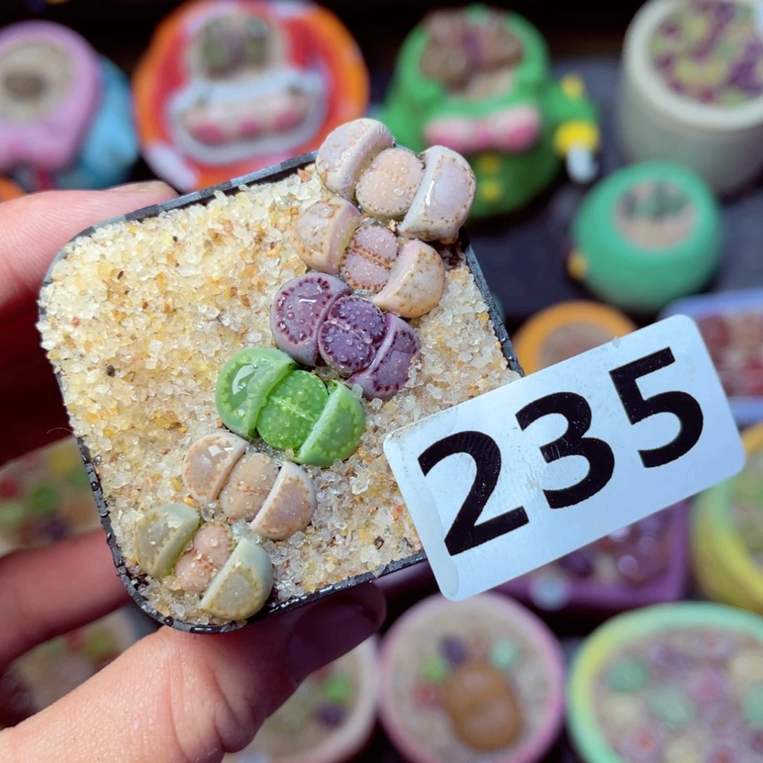 235生石花带盆发