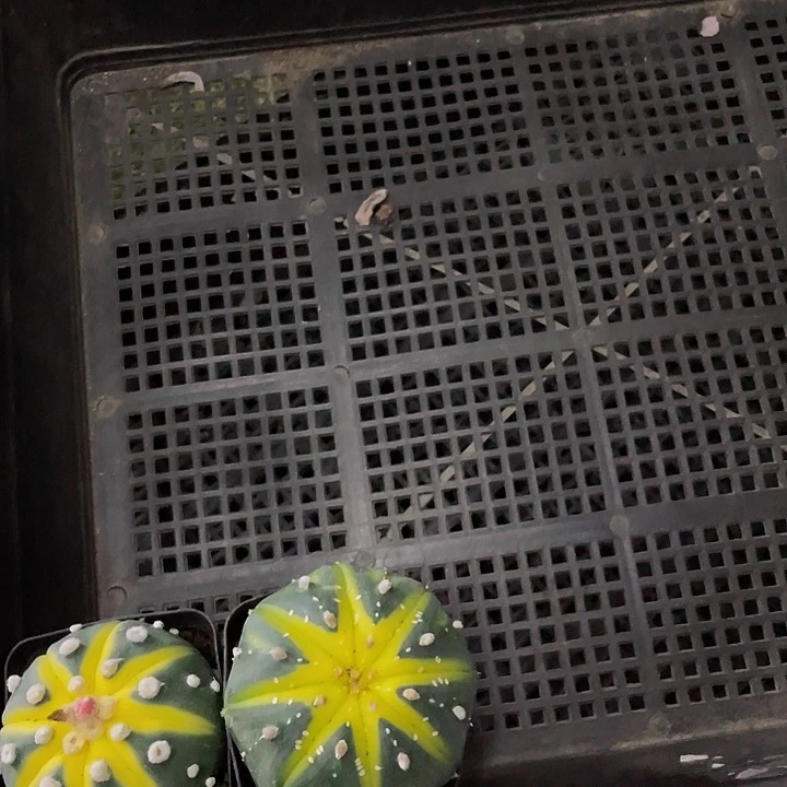 14号筐两个南瓜带盆土发