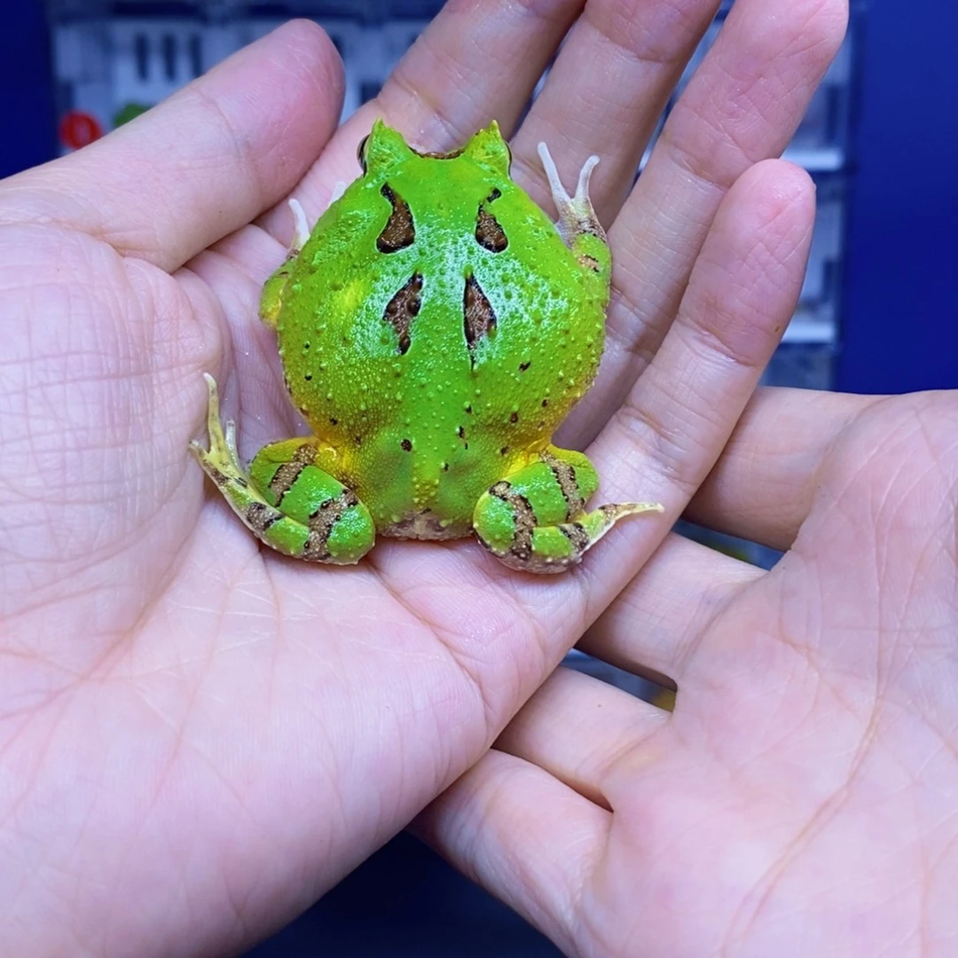 角蛙蝴蝶角蛙一只。