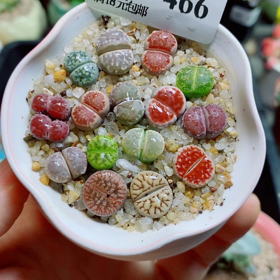 生石花花花哈哈哈哈哈哈466