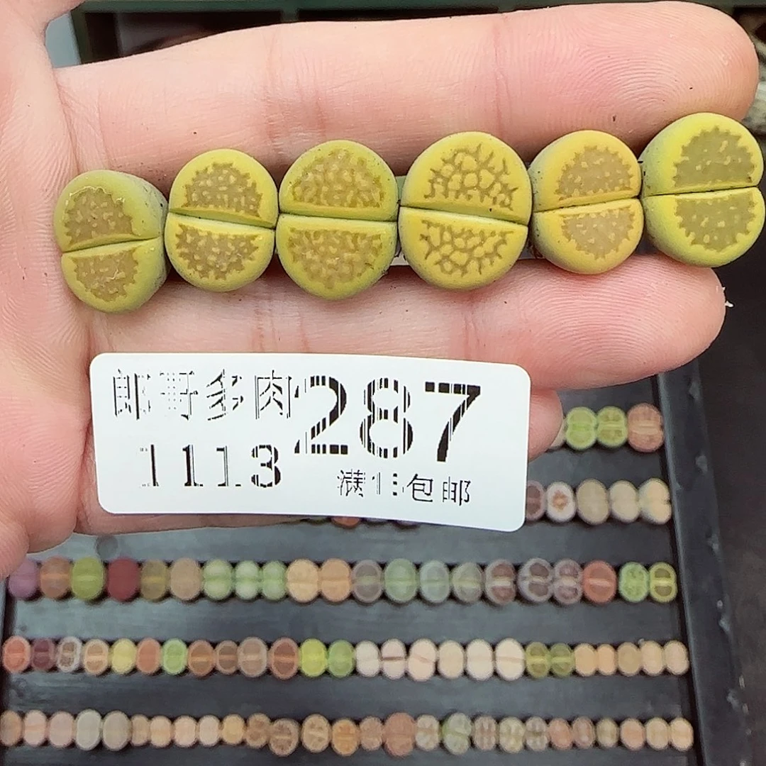 满满18包邮1113-287