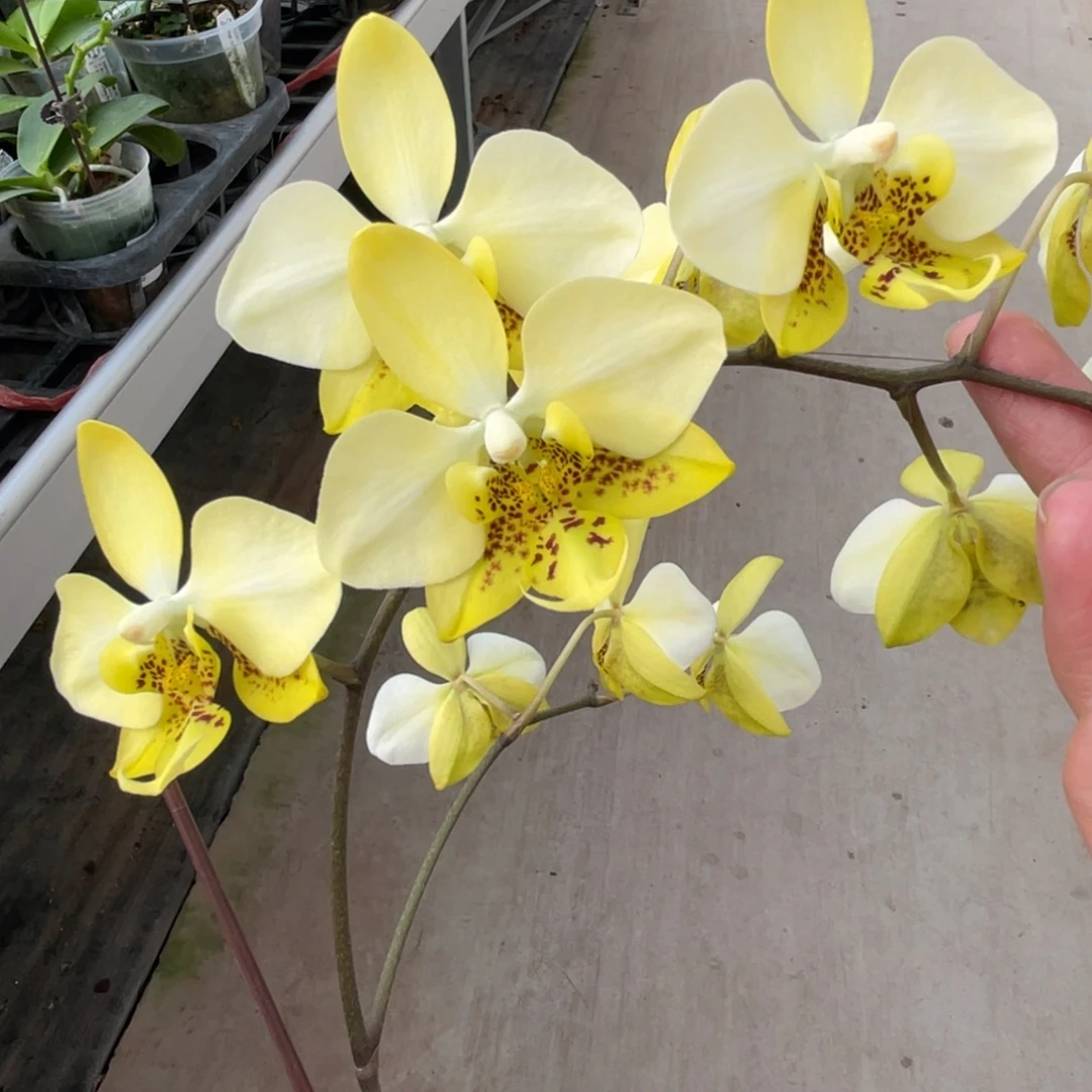 完全开放黄史-1451