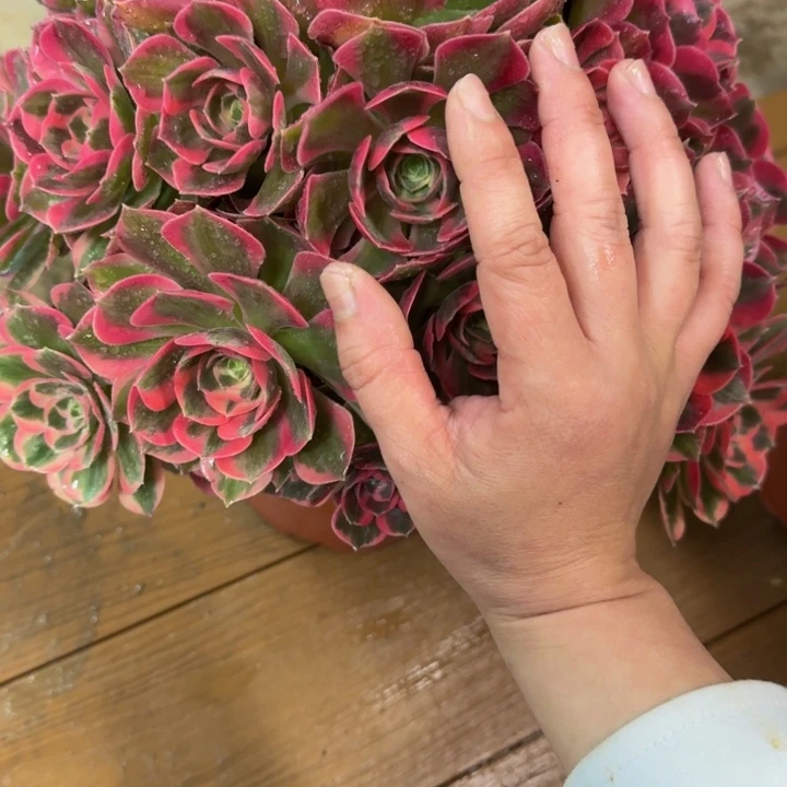 秋**爽粉女郎捧花409肉肉