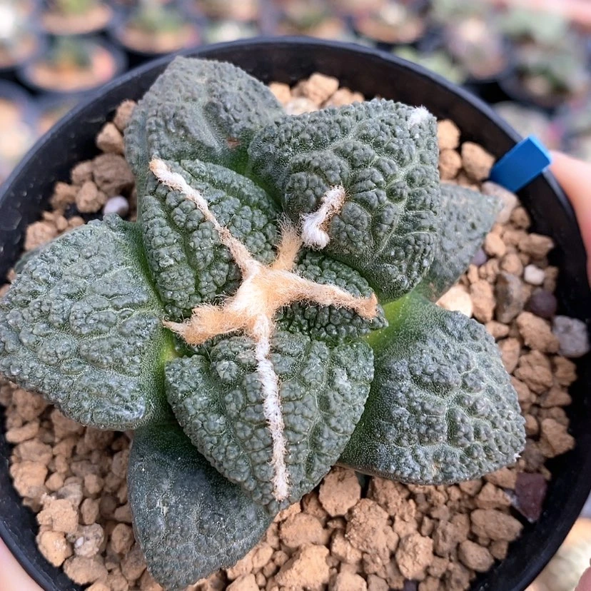 【闪购商品】实生龟甲