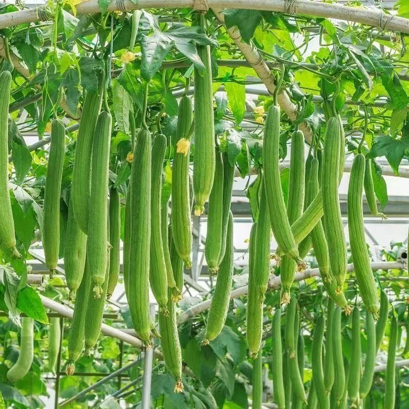 【全店满8包包邮】早嫩香丝瓜种子