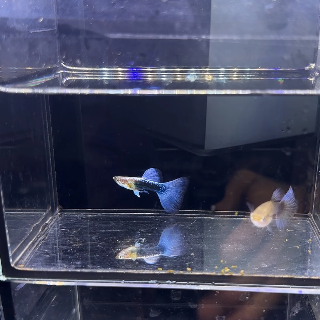 孔雀鱼紫礼服一对