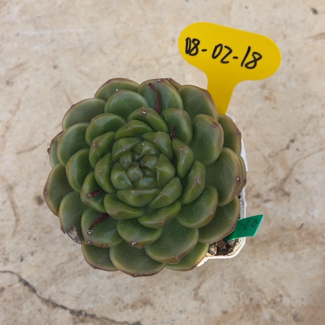 08-02-18 皮埃拉珍妮