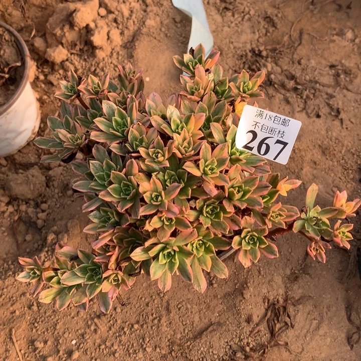 橙*267甜茶手捧2号棚