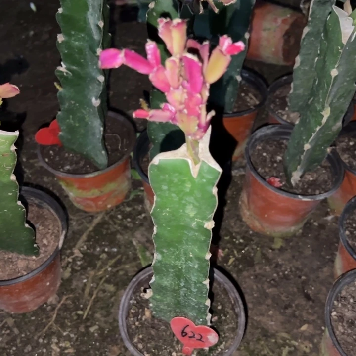 用***5当前无花栽培后可以开花078  622