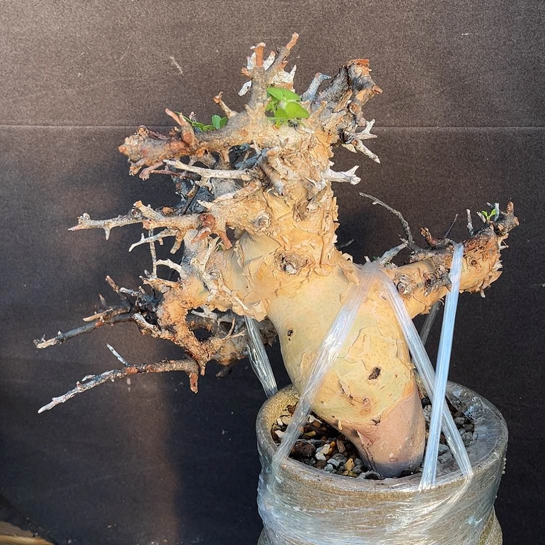 潮流植物 卡塔夫橄榄  胖肚子