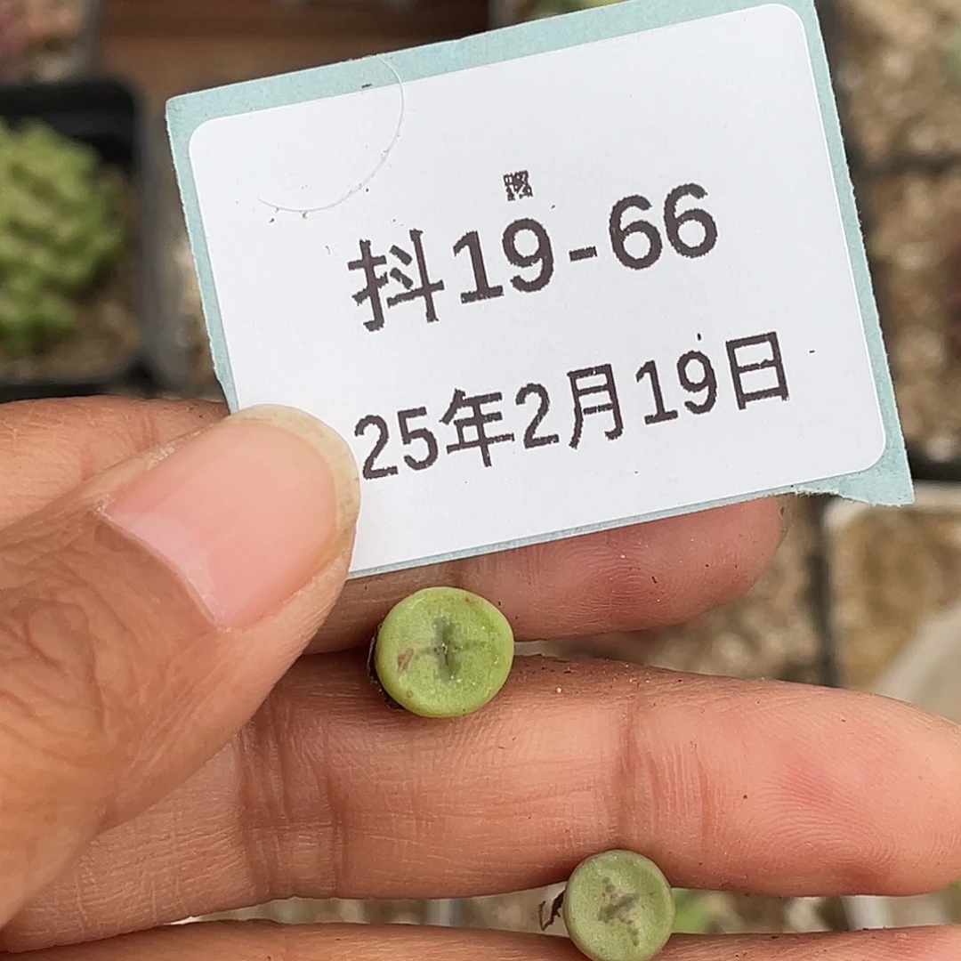 昏*19-66肉锥多肉植物