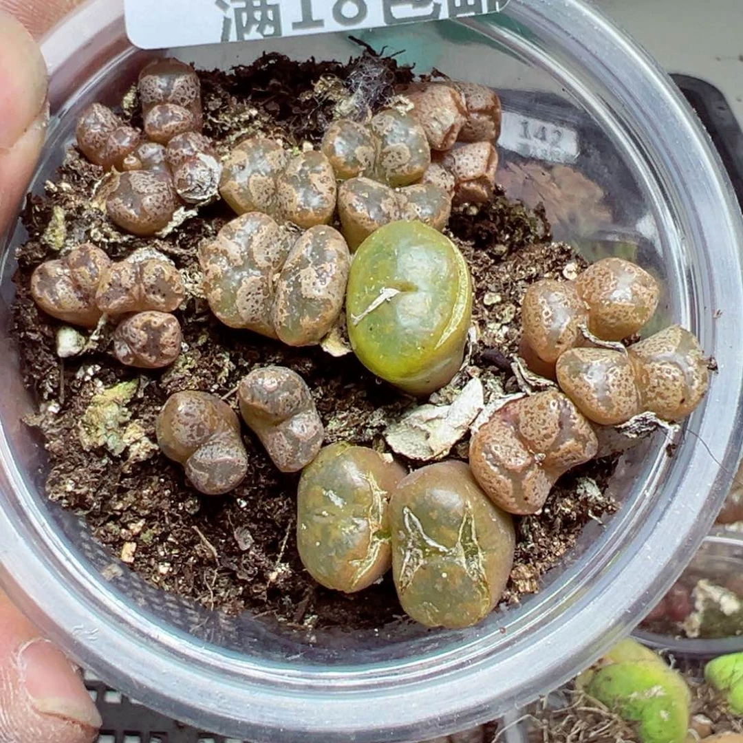 【闪购商品】 146.