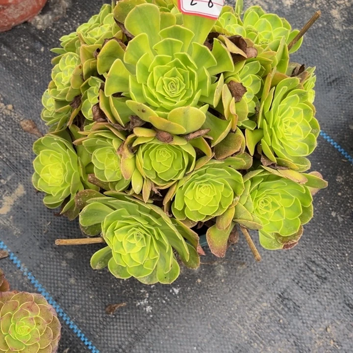 208雨荷多肉植物法师