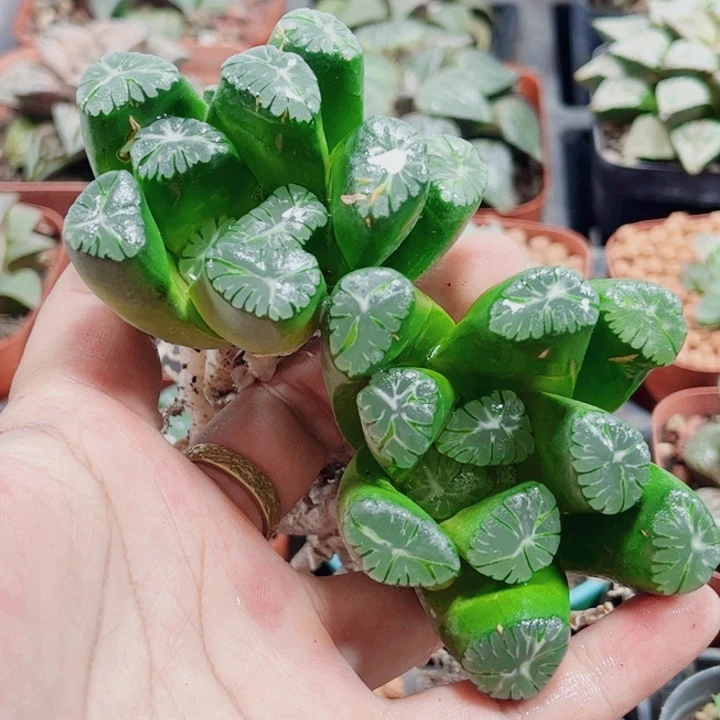 十二卷 大紫万象母本