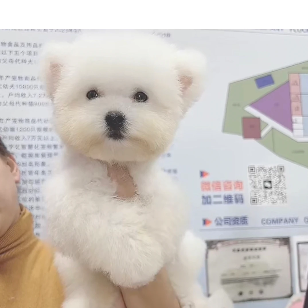 携宠初心精选米奇耳比熊弟弟