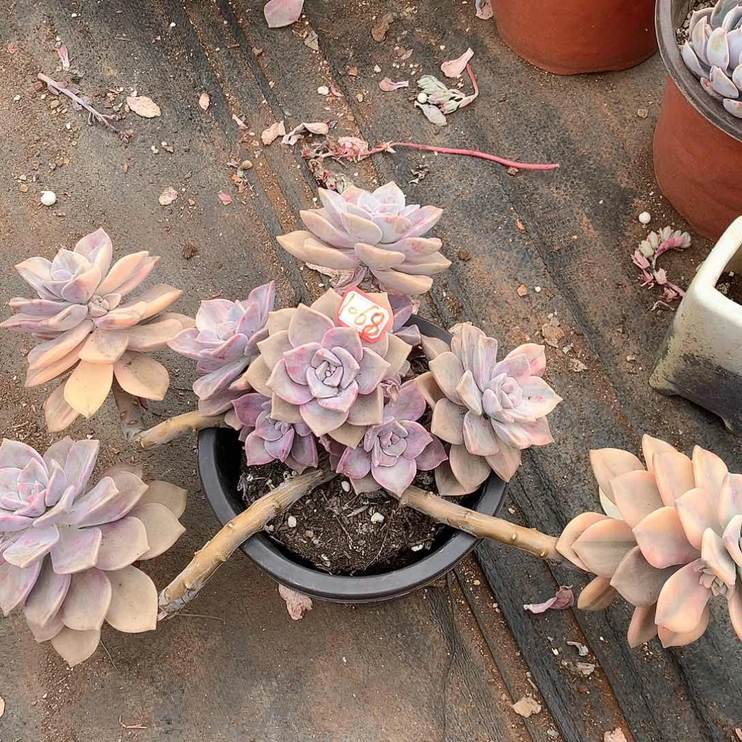 紫乐锦1068晓晓一物一拍