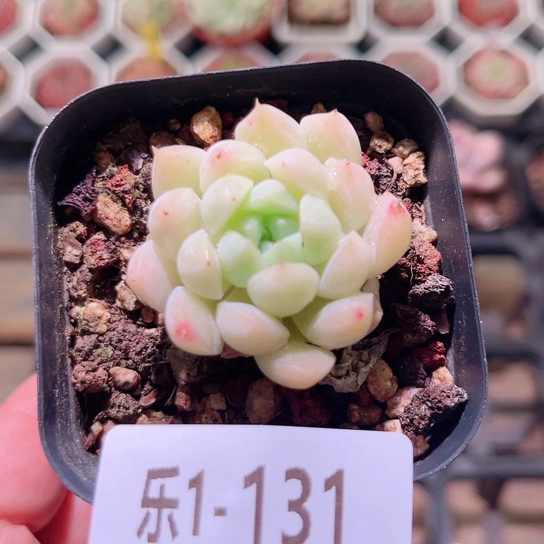 乐然1-131 白雪单头