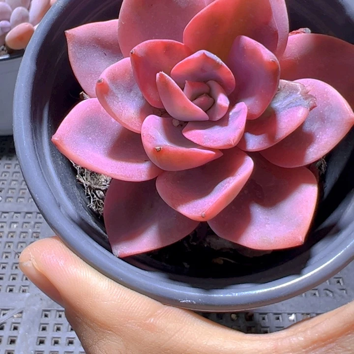 粉色哈利锦【一物一拍】两单包邮