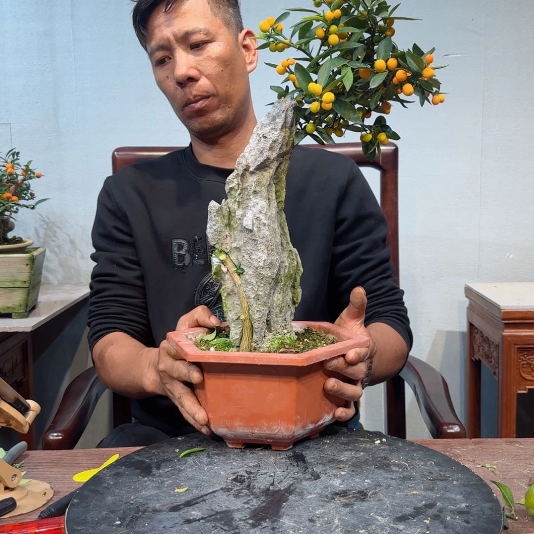 当前无花朵，栽培后可花朵逗*玩