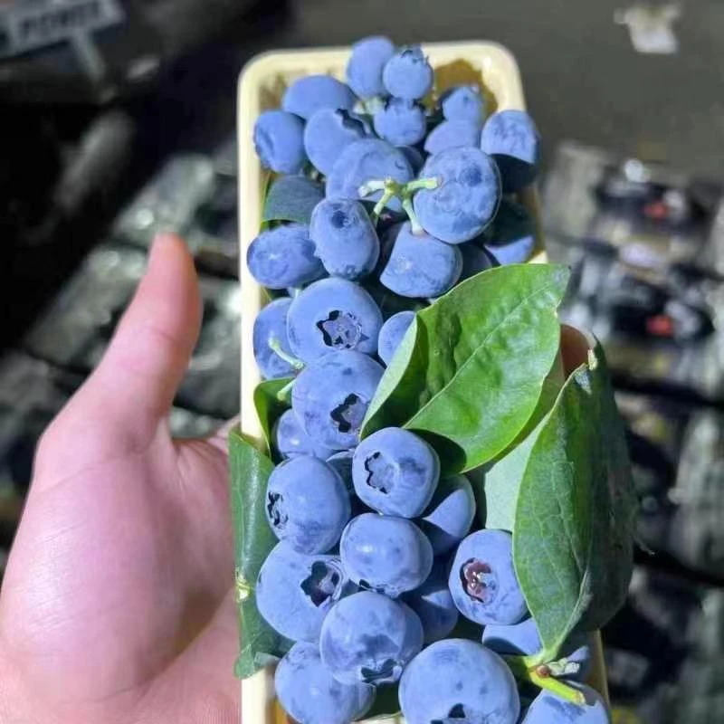 蓝小家【6盒霸王莓20mm+】国产蓝莓新鲜采摘净重90克/盒江苏江苏省