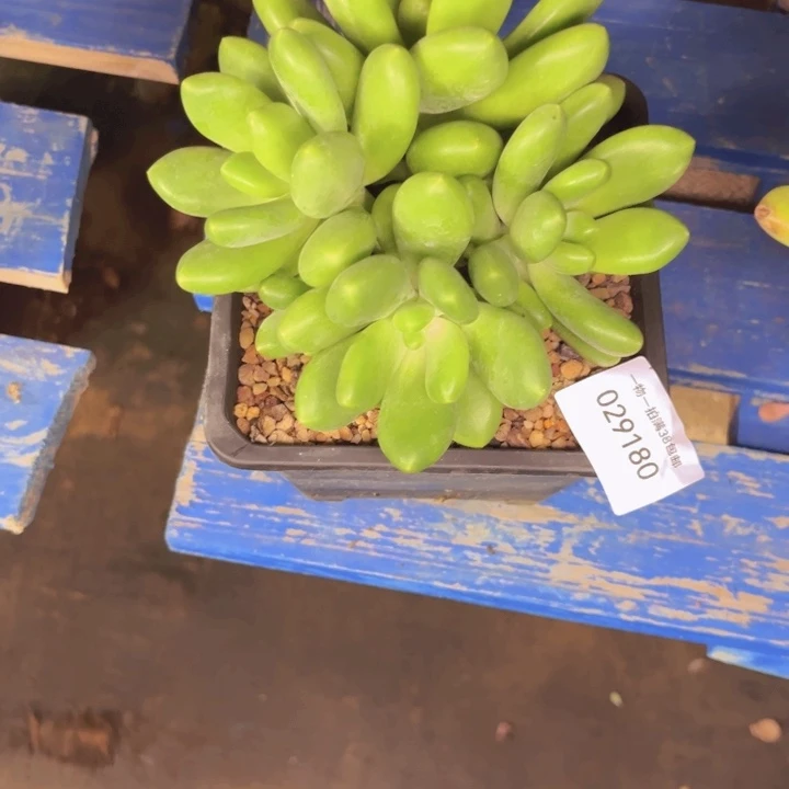 吖***妹多肉一物一拍9180