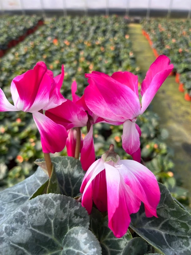 【荷花大花（120）】仙客来带花带花苞发货室内盆栽