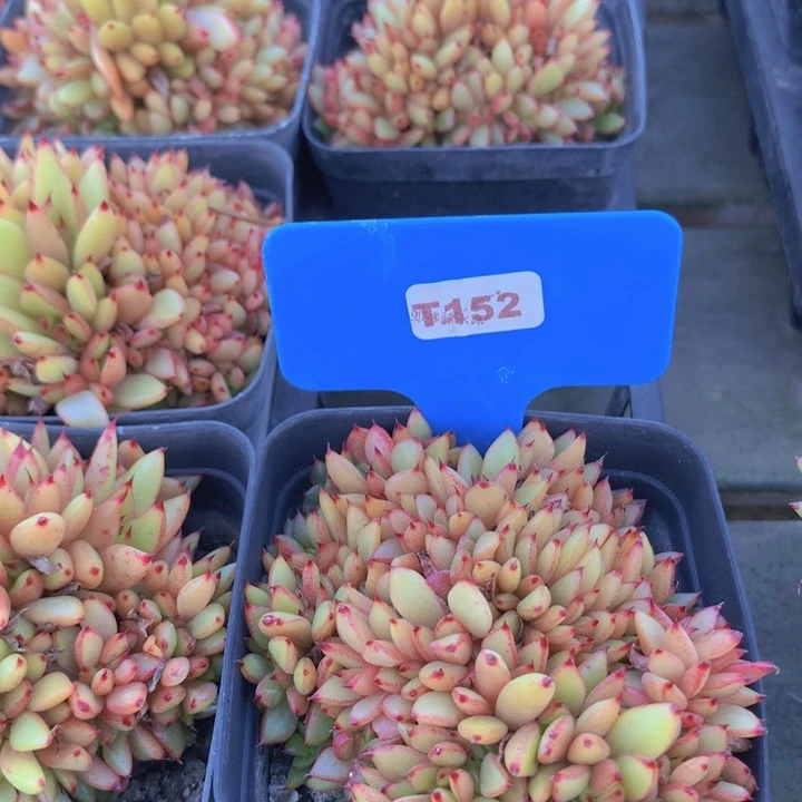 t152魅灵缀脱土发