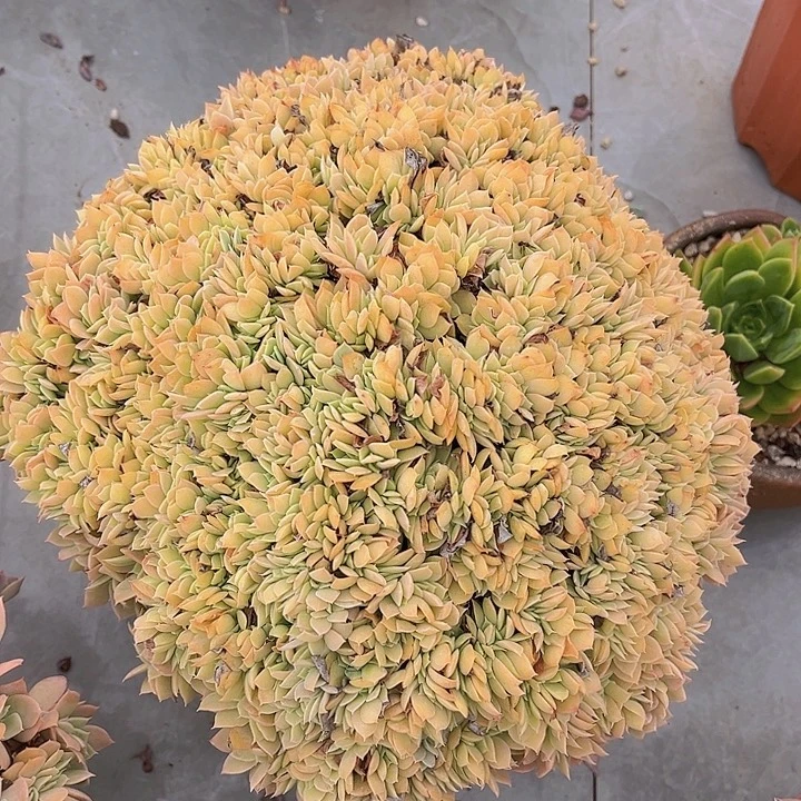 多明戈缀27148多肉植物