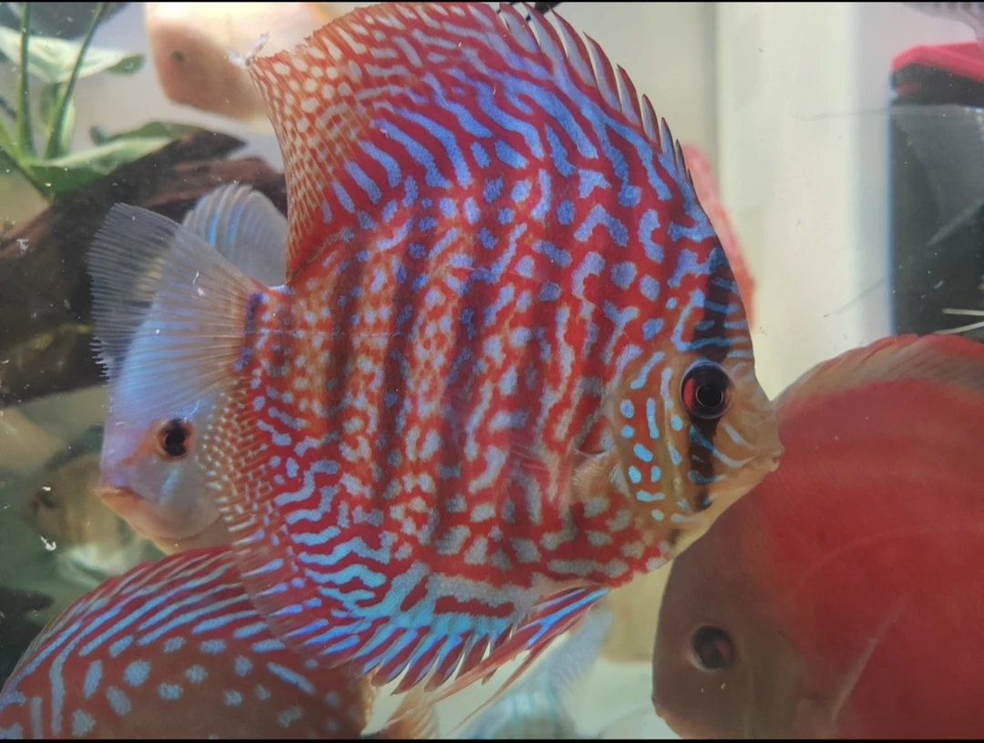 精品七彩神仙鱼鱼苗