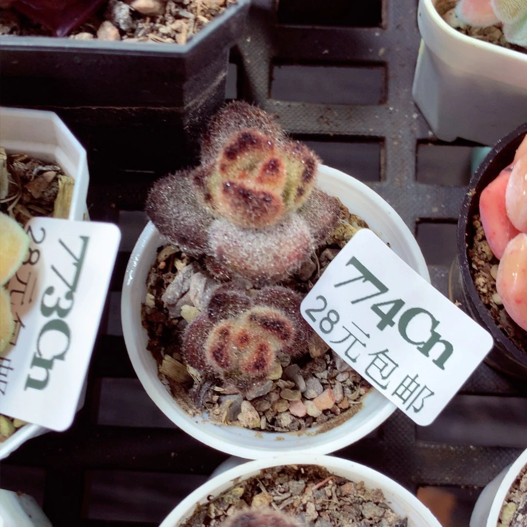 5厘米盆精控多肉774