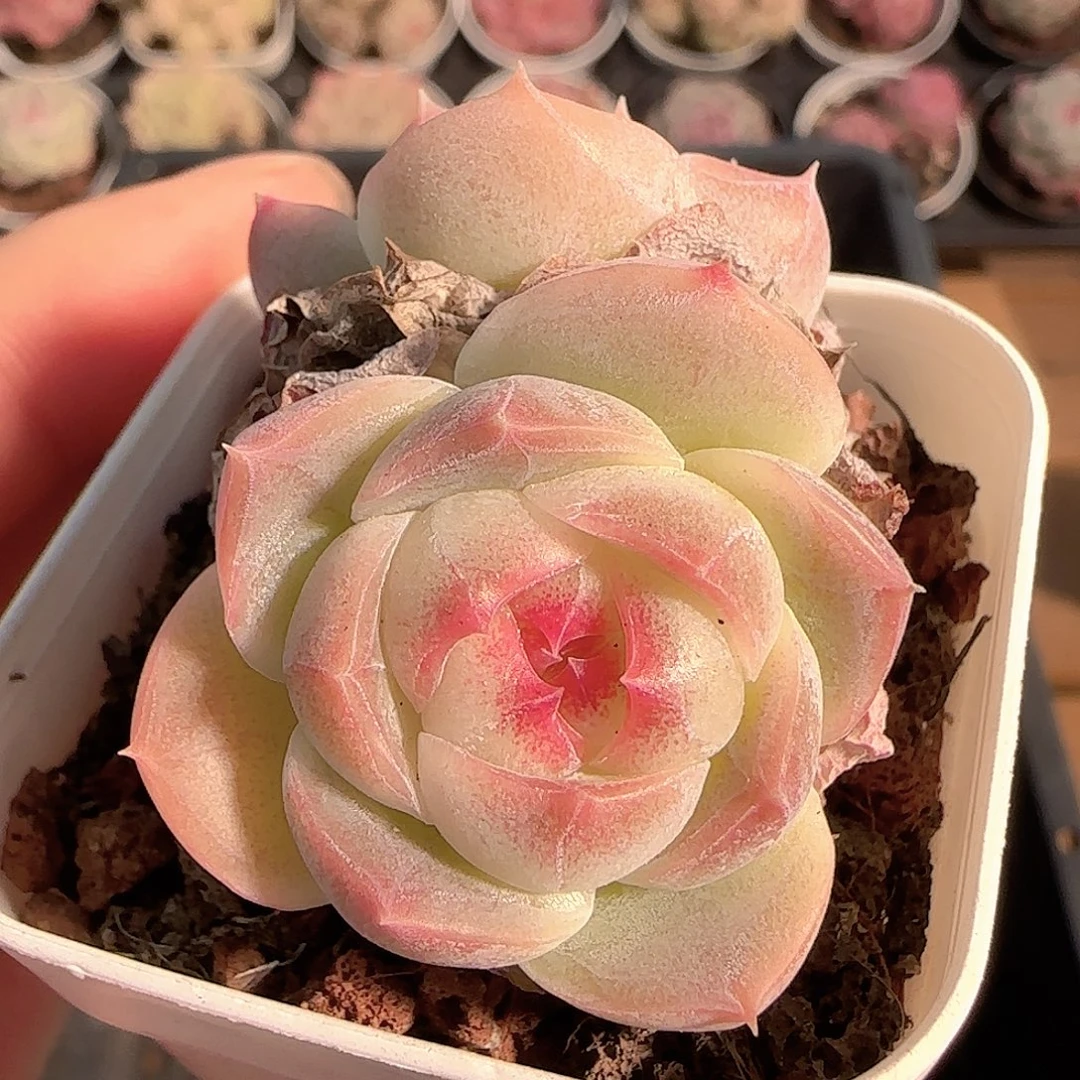 多肉1209-256糖心糖心