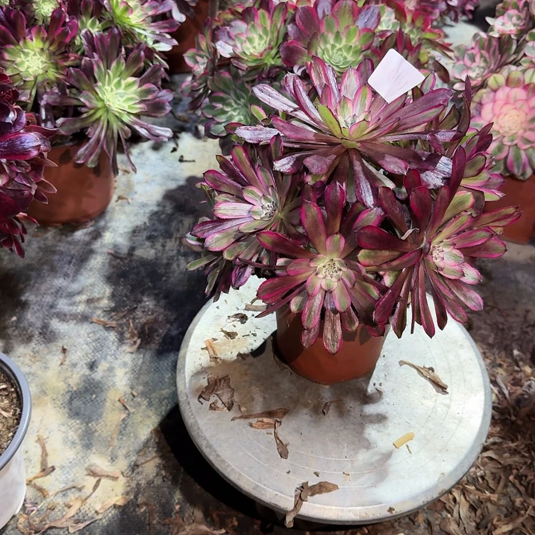 多肉植物红覆轮661