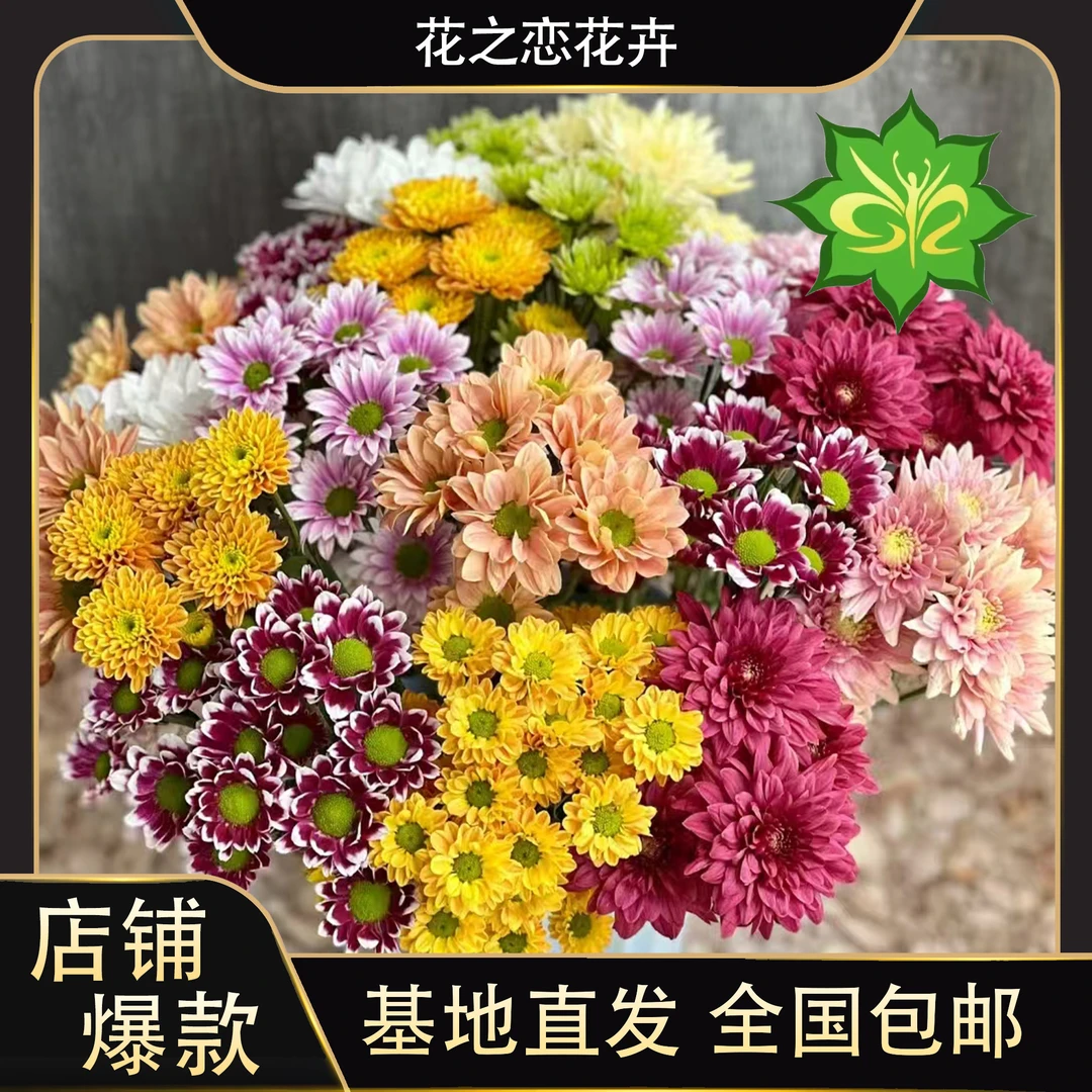 拼色小雏菊 居家办公优选 （东北基地发货）