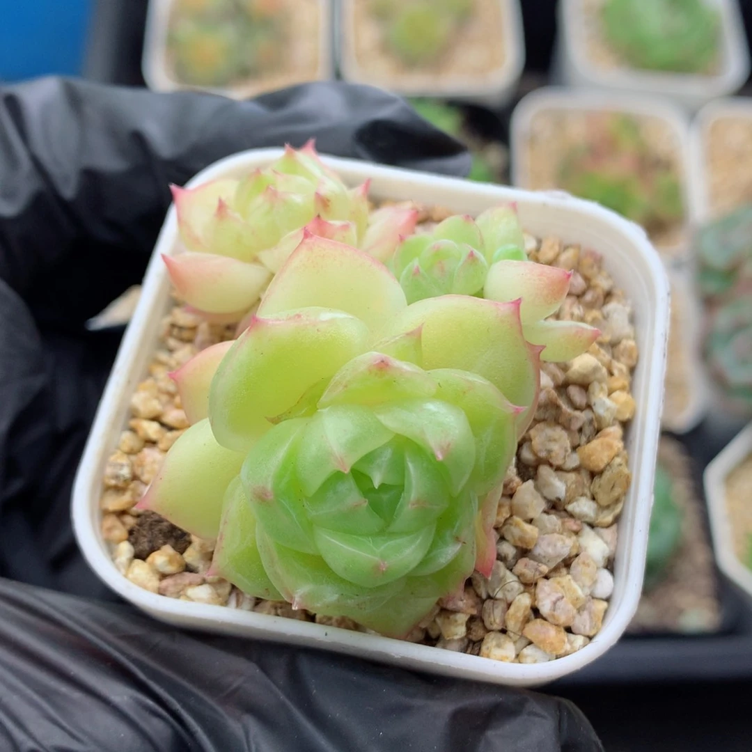 58包邮  群生不包整麦秆103